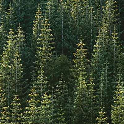 Bosque