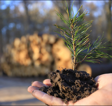 Planta en crecimiento con tierra