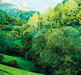 autumn colors in the forest Caurel in Galicia ( Spain )