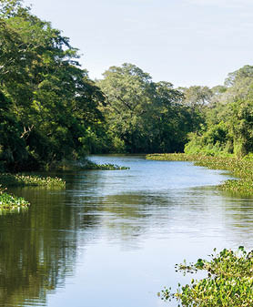 Beautiful image of the Brazilian wetland, region rich in fauna and flora.