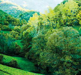 autumn colors in the forest Caurel in Galicia ( Spain )