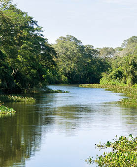 Beautiful image of the Brazilian wetland, region rich in fauna and flora.