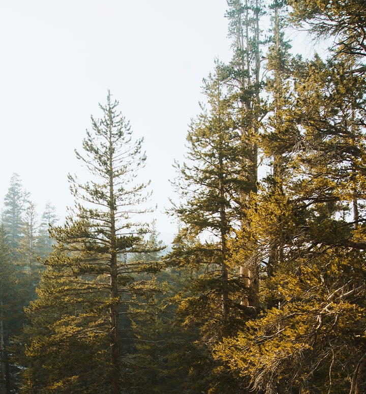 Pasión por los Bosques